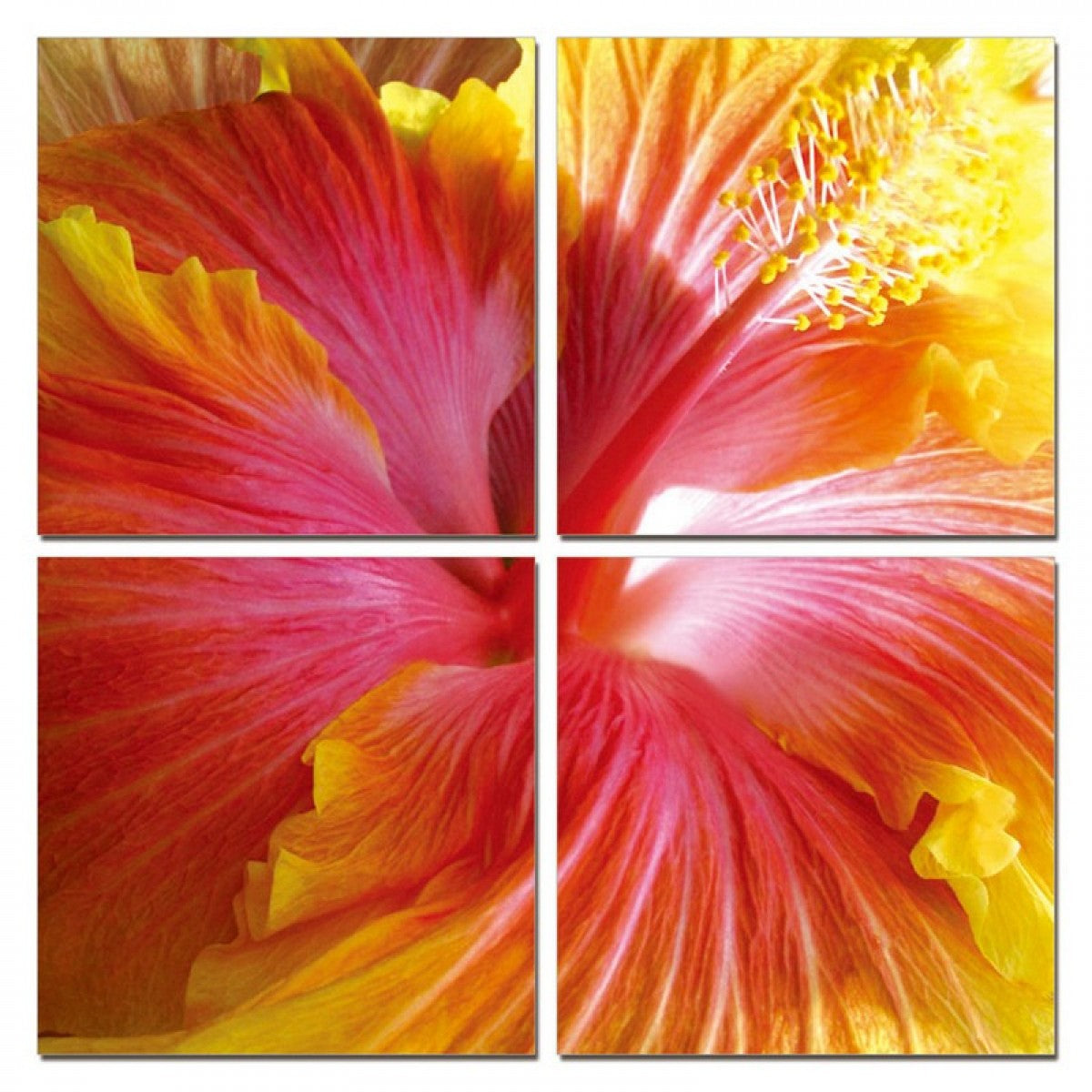 Modrest Hibiscus 4-Panel Photo on Canvas